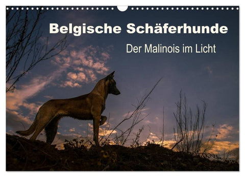 Belgische Schäferhunde - Der Malinois im Licht (Wandkalender 2027 DIN A3 quer), CALVENDO Monatskalender