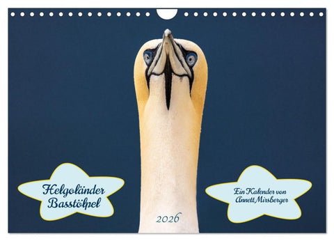 Helgoländer Basstölpel 2026 (Wandkalender 2026 DIN A4 quer), CALVENDO Monatskalender