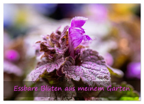 Essbare Blüten aus meinem Garten (Wandkalender 2026 DIN A2 quer), CALVENDO Monatskalender