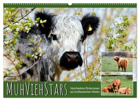 MuhViehStars (Wandkalender 2027 DIN A2 quer), CALVENDO Monatskalender