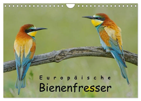 Europäische Bienenfresser (Wandkalender 2027 DIN A4 quer), CALVENDO Monatskalender