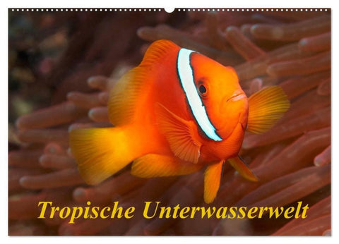 Tropische Unterwasserwelt (Wandkalender 2027 DIN A2 quer), CALVENDO Monatskalender