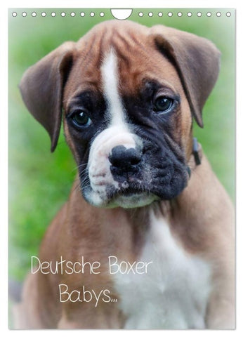 Deutsche Boxer Babys... (Wandkalender 2026 DIN A4 hoch), CALVENDO Monatskalender