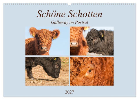 Schöne Schotten - Galloway im Porträt (Wandkalender 2027 DIN A2 quer), CALVENDO Monatskalender