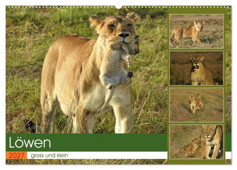 Löwen - gross und klein (Wandkalender 2027 DIN A2 quer), CALVENDO Monatskalender