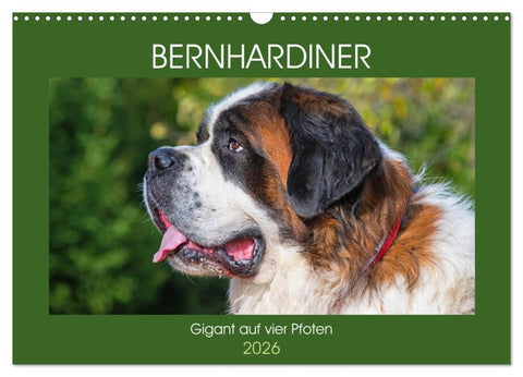Bernhardiner - Gigant auf vier Pfoten (Wandkalender 2026 DIN A3 quer), CALVENDO Monatskalender