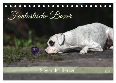 Fantastische Boxer - Sieger der Herzen (Tischkalender 2026 DIN A5 quer), CALVENDO Monatskalender
