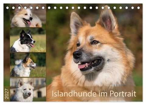 Islandhunde im Portrait (Tischkalender 2027 DIN A5 quer), CALVENDO Monatskalender