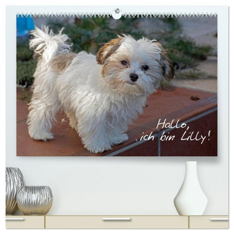 Hallo, ich bin Lilly (hochwertiger Premium Wandkalender 2026 DIN A2 quer), Kunstdruck in Hochglanz