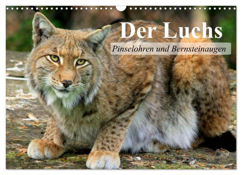 Der Luchs. Pinselohren und Bernsteinaugen (Wandkalender 2026 DIN A3 quer), CALVENDO Monatskalender