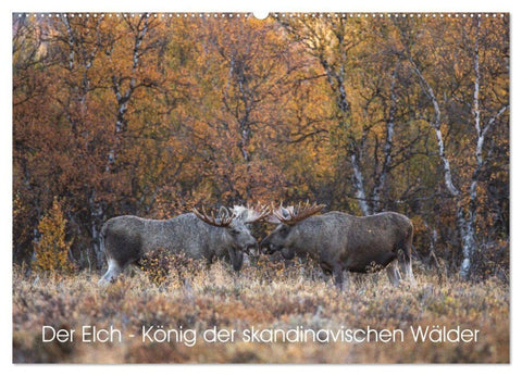 Der Elch - König der skandinavischen Wälder (Wandkalender 2027 DIN A2 quer), CALVENDO Monatskalender
