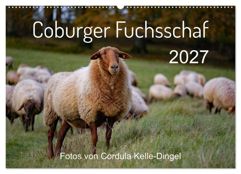 Coburger Fuchsschaf (Wandkalender 2027 DIN A2 quer), CALVENDO Monatskalender