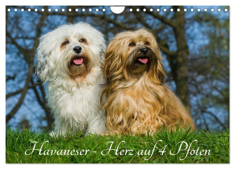 Havaneser - Herz auf 4 Pfoten (Wandkalender 2026 DIN A4 quer), CALVENDO Monatskalender