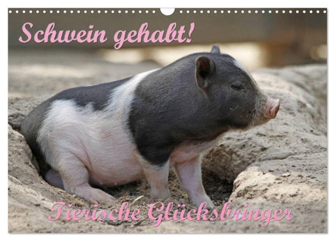 Schwein gehabt! (Wandkalender 2026 DIN A3 quer), CALVENDO Monatskalender