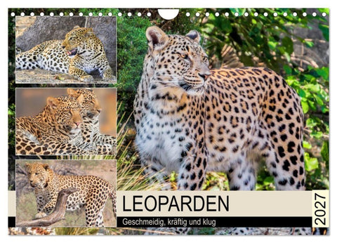 Leoparden. Geschmeidig, kräftig und klug (Wandkalender 2027 DIN A4 quer), CALVENDO Monatskalender