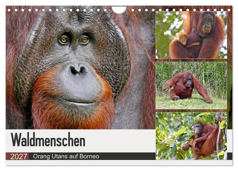 Waldmenschen - Orang Utans auf Borneo (Wandkalender 2027 DIN A4 quer), CALVENDO Monatskalender