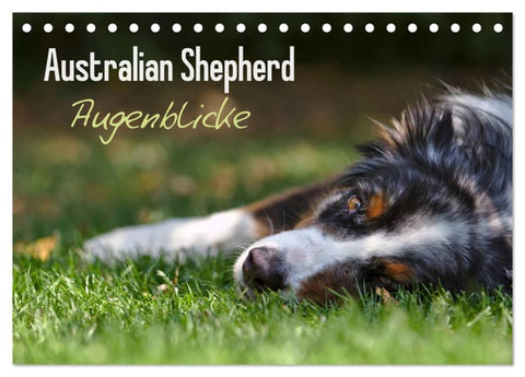 Australian Shepherd - Augenblicke (Tischkalender 2027 DIN A5 quer), CALVENDO Monatskalender
