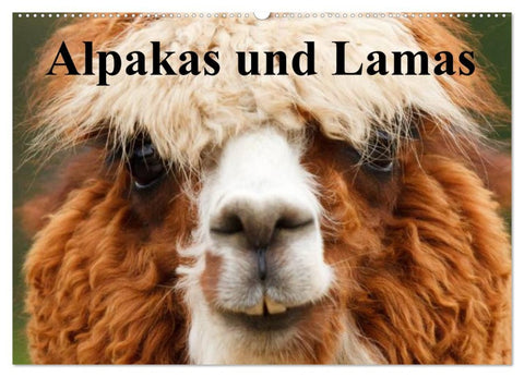 Alpakas und Lamas (Wandkalender 2026 DIN A2 quer), CALVENDO Monatskalender