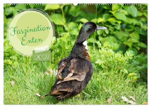 Faszination Enten (Wandkalender 2027 DIN A2 quer), CALVENDO Monatskalender