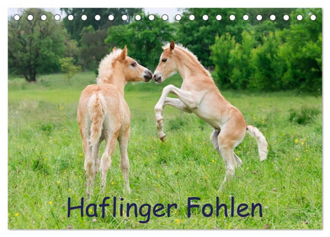 Haflinger Fohlen (Tischkalender 2026 DIN A5 quer), CALVENDO Monatskalender