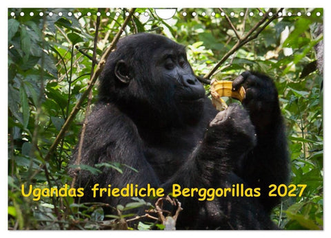 Ugandas friedliche Berggorillas (Wandkalender 2027 DIN A4 quer), CALVENDO Monatskalender