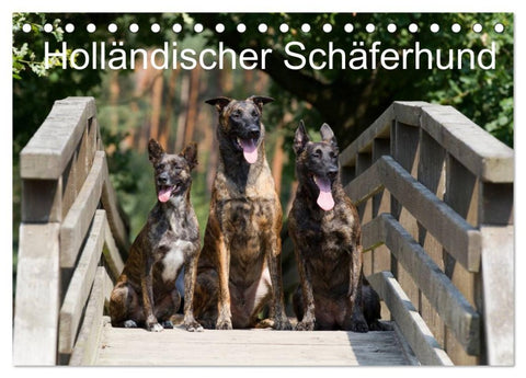 Holländischer Schäferhund (Tischkalender 2026 DIN A5 quer), CALVENDO Monatskalender
