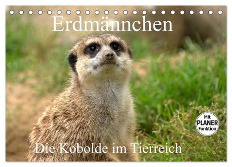 Erdmännchen - Die Kobolde im Tierreich (Tischkalender 2027 DIN A5 quer), CALVENDO Monatskalender