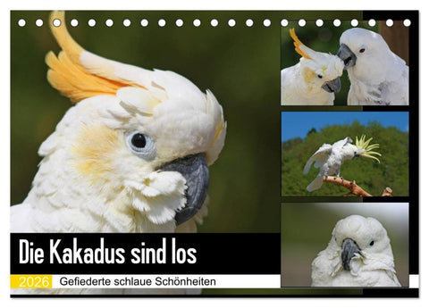 Die Kakadus sind los (Tischkalender 2026 DIN A5 quer), CALVENDO Monatskalender