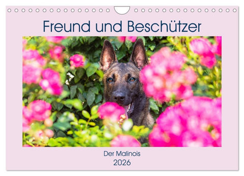 Freund und Beschützer - Der Malinois (Wandkalender 2026 DIN A4 quer), CALVENDO Monatskalender