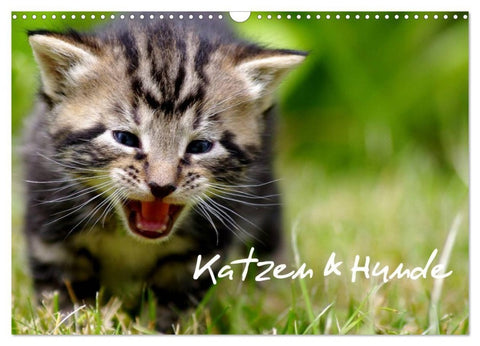 Katzen & Hunde (Wandkalender 2027 DIN A3 quer), CALVENDO Monatskalender