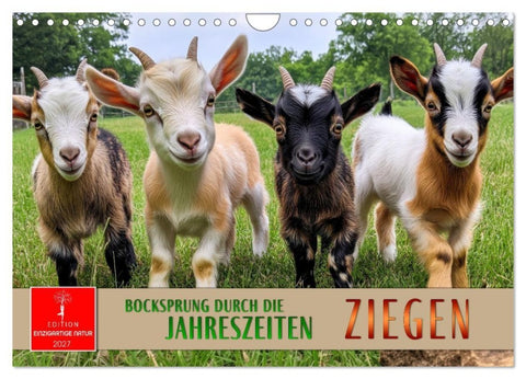 Ziegen - Bocksprung durch das Jahr (Wandkalender 2027 DIN A4 quer), CALVENDO Monatskalender