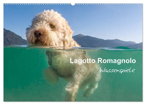 Lagotto Romagnolo - Wasserspiele (Wandkalender 2026 DIN A2 quer), CALVENDO Monatskalender