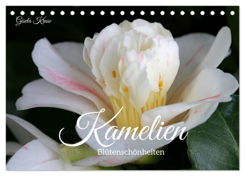 Kamelien - Blütenschönheiten (Tischkalender 2027 DIN A5 quer), CALVENDO Monatskalender