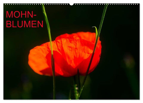 Mohnblumen (Wandkalender 2027 DIN A2 quer), CALVENDO Monatskalender