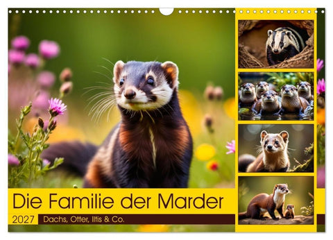 Die Familie der Marder (Wandkalender 2027 DIN A3 quer), CALVENDO Monatskalender