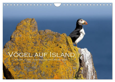 Vögel auf Island (Wandkalender 2027 DIN A4 quer), CALVENDO Monatskalender