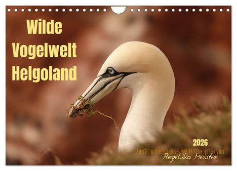 Wilde Vogelwelt Helgoland (Wandkalender 2026 DIN A4 quer), CALVENDO Monatskalender