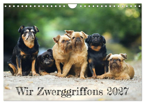 Wir Zwerggriffons 2027 (Wandkalender 2027 DIN A4 quer), CALVENDO Monatskalender