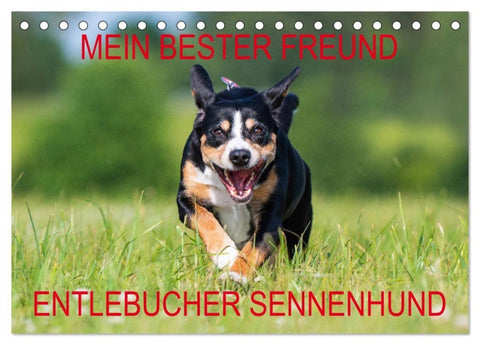 Mein bester Freund - Entlebucher Sennenhund (Tischkalender 2027 DIN A5 quer), CALVENDO Monatskalender