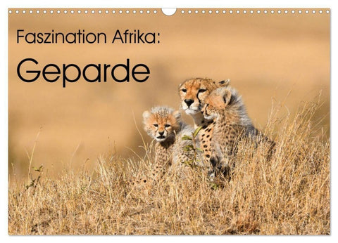 Faszinaton Afrika: Geparde (Wandkalender 2027 DIN A3 quer), CALVENDO Monatskalender