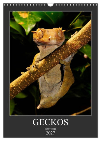 GECKOS (Wandkalender 2027 DIN A3 hoch), CALVENDO Monatskalender
