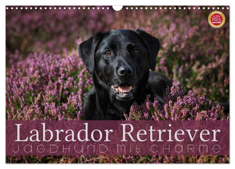 Labrador Retriever - Jagdhund mit Charme (Wandkalender 2026 DIN A3 quer), CALVENDO Monatskalender