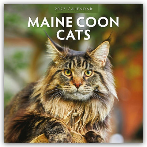 Maine Coon Cats – Maine Coon Katzen 2027 – 16-Monatskalender
