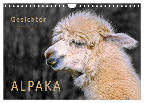 Alpaka Gesichter (Wandkalender 2027 DIN A4 quer), CALVENDO Monatskalender