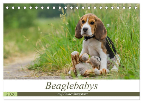 Beaglebabys auf Entdeckungstour (Tischkalender 2026 DIN A5 quer), CALVENDO Monatskalender