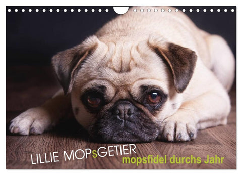 Lillie Mopsgetier - mopsfidel durchs Jahr (Wandkalender 2026 DIN A4 quer), CALVENDO Monatskalender