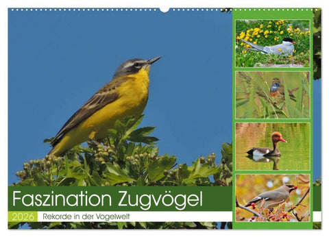 Faszination Zugvögel - Rekorde in der Vogelwelt (Wandkalender 2026 DIN A2 quer), CALVENDO Monatskalender
