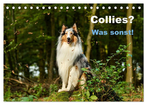 Collies? Was sonst! (Tischkalender 2026 DIN A5 quer), CALVENDO Monatskalender
