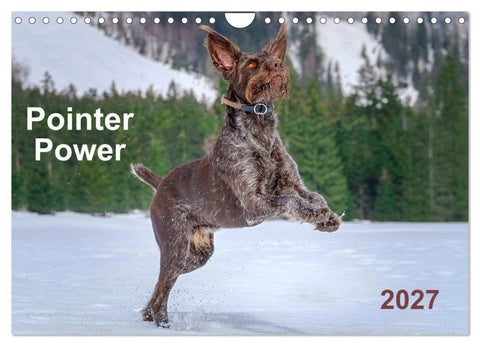 Pointer Power (Wall Calendar 2027 DIN A4 landscape), CALVENDO 12 Month Wall Calendar