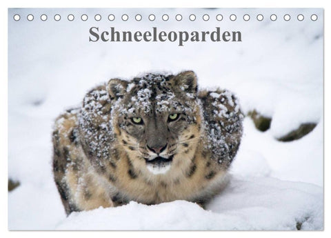 Schneeleoparden (Tischkalender 2027 DIN A5 quer), CALVENDO Monatskalender